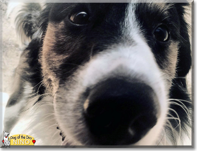 Nino the Border Collie mix, the Dog of the Day