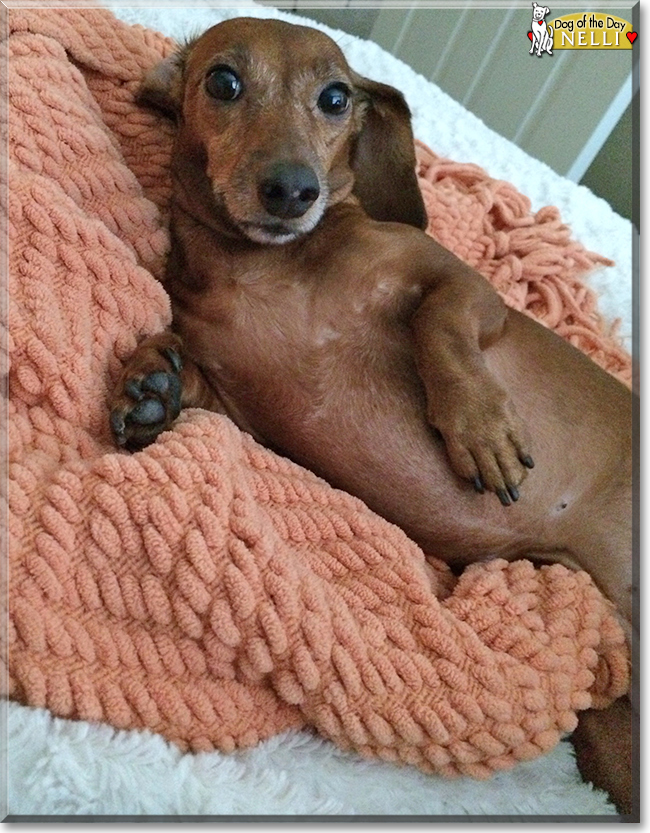 Nelli the Miniature Dachshund, the Dog of the Day