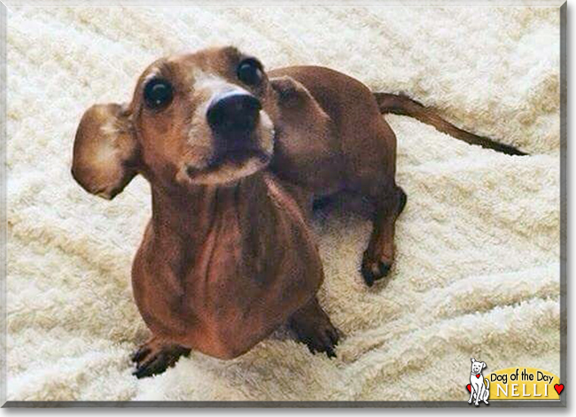 Nelli the Miniature Dachshund, the Dog of the Day