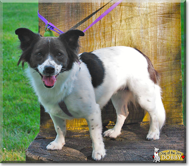 Dobby the Border Collie/Rat Terrier Mix, the Dog of the Day