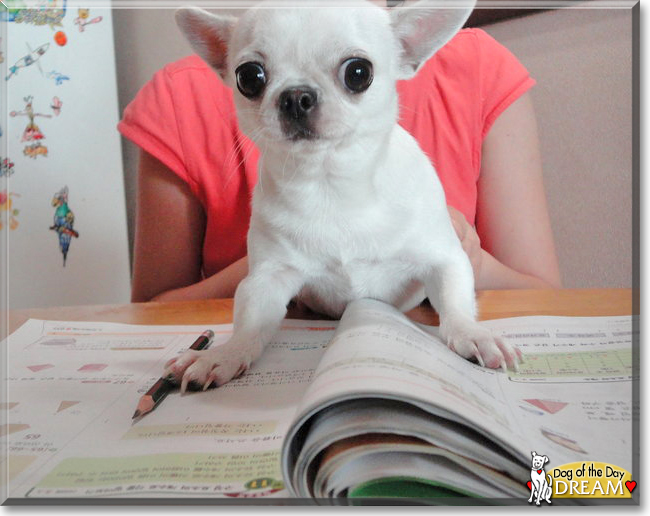Dream the Chihuahua, the Dog of the Day