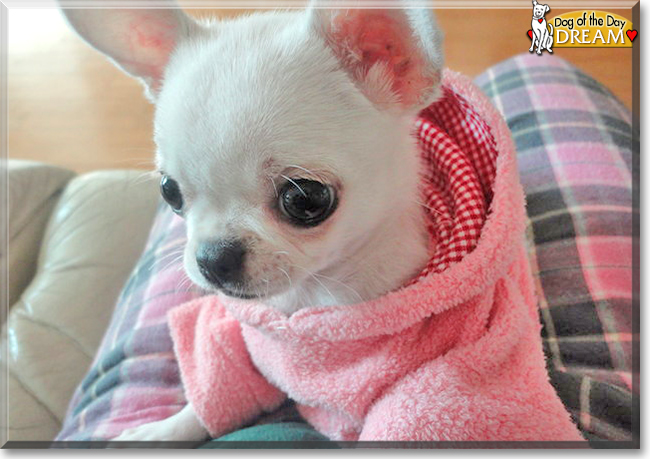 Dream the Chihuahua, the Dog of the Day