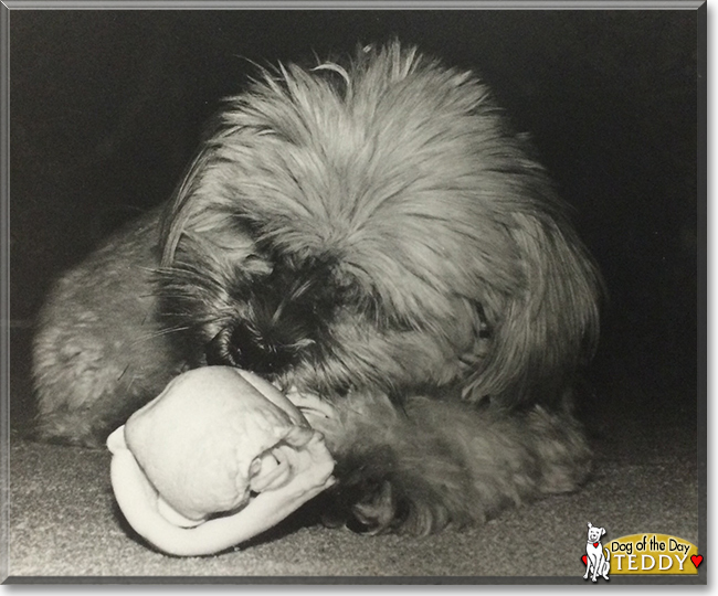 Teddy the Lhasa Apso, Shih Tzu mix, the Dog of the Day