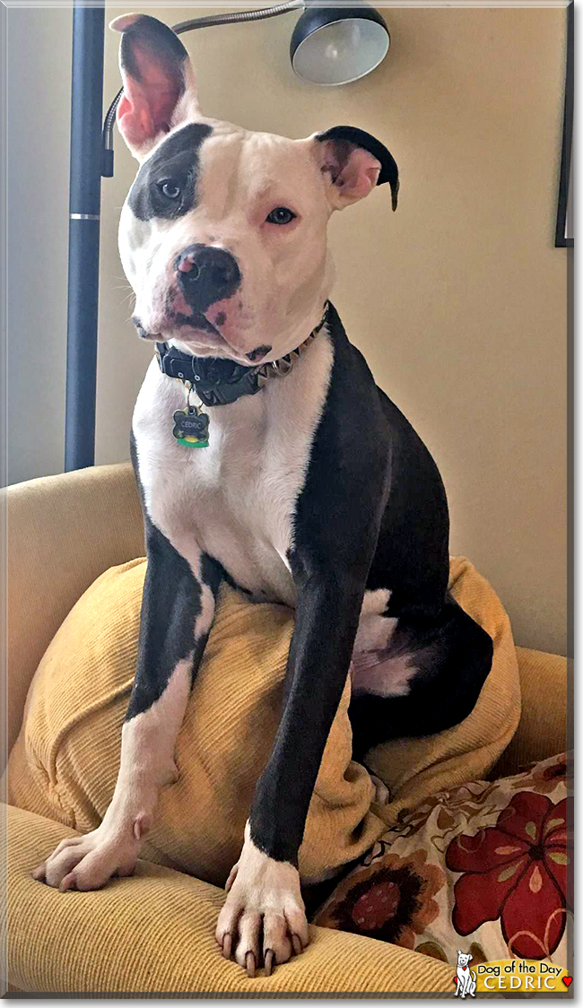 Cedric the Pit Bull Terrier, the Dog of the Day