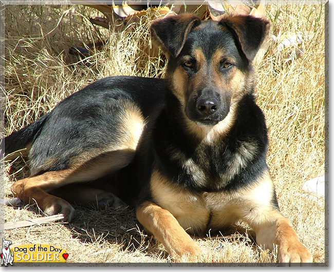 Soldier the Shepherd mix, the Dog of the Day
