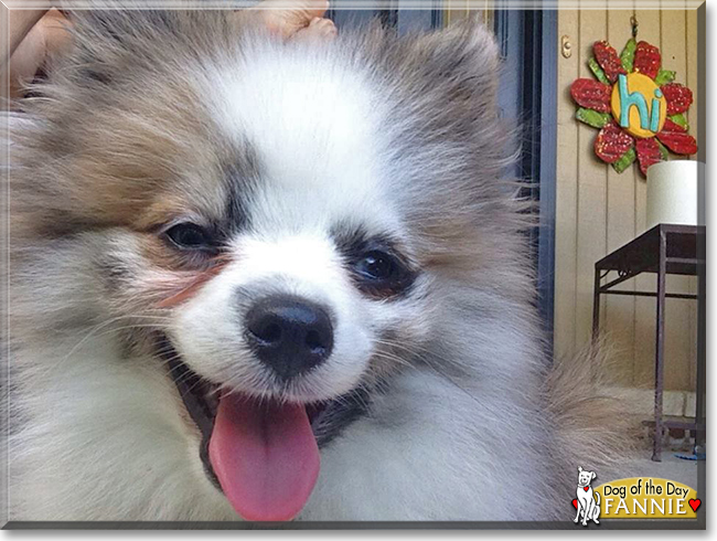 Fannie the Pomeranian, the Dog of the Day
