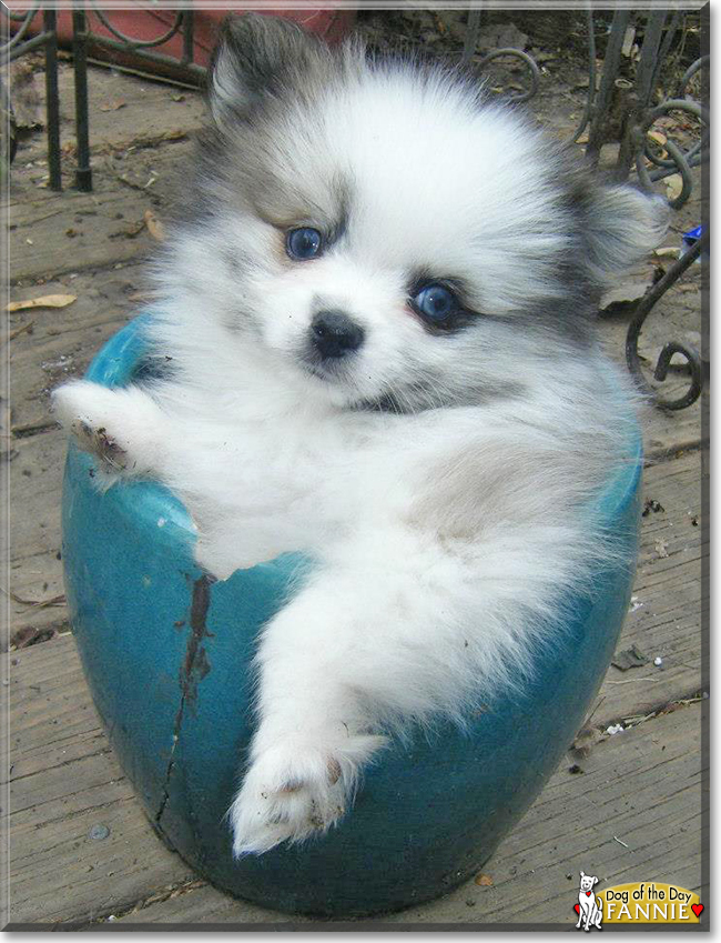 Fannie the Pomeranian, the Dog of the Day