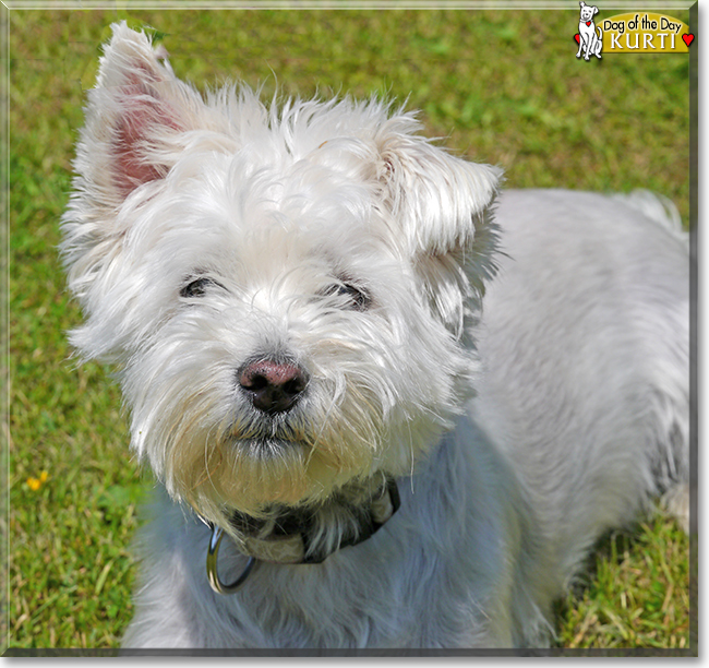 Kurti the West Highland White Terrier, the Dog of the Day