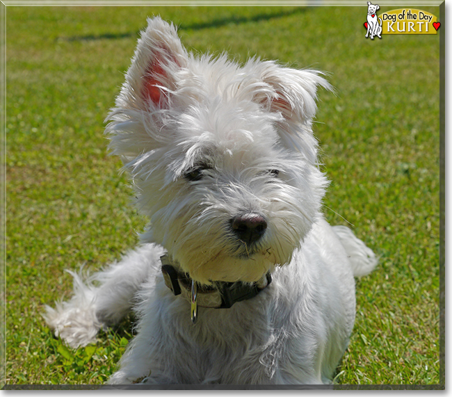 Kurti the West Highland White Terrier, the Dog of the Day