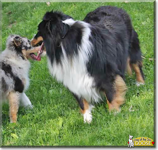 Goose the Shetland Sheepdog, the Dog of the Day