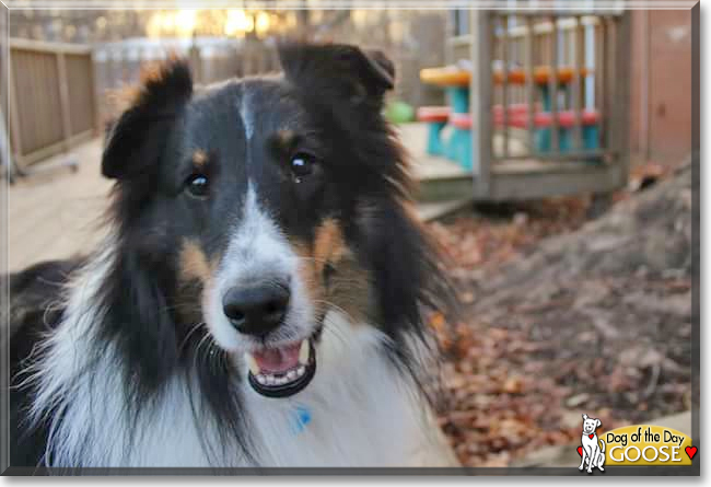Goose the Shetland Sheepdog, the Dog of the Day