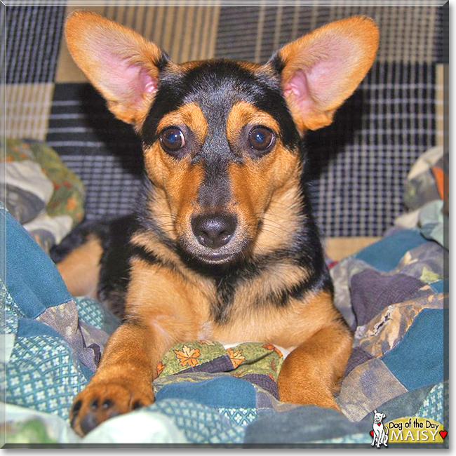 Maisy the Chihuahua/Miniature Pinscher, the Dog of the Day