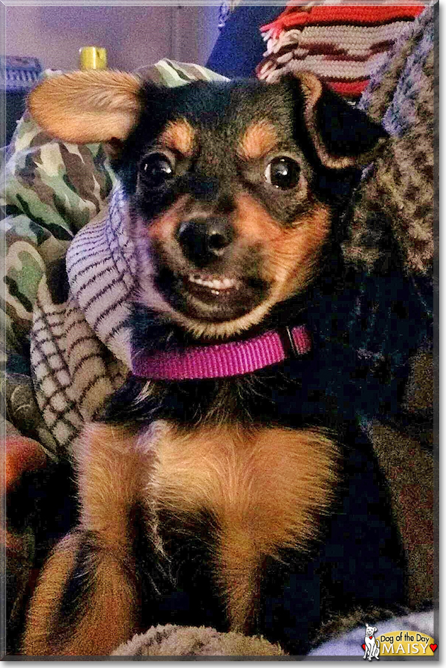 Maisy the Chihuahua/Miniature Pinscher, the Dog of the Day