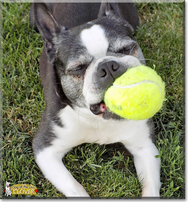 Clover the Boston Terrier, the Dog of the Day