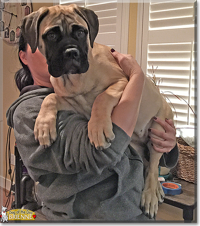 Brienne the Bull Mastiff, the Dog of the Day