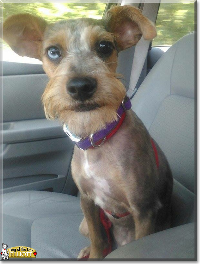 Elliott the Schnauzer/Yorkshire Terrier mix, the Dog of the Day