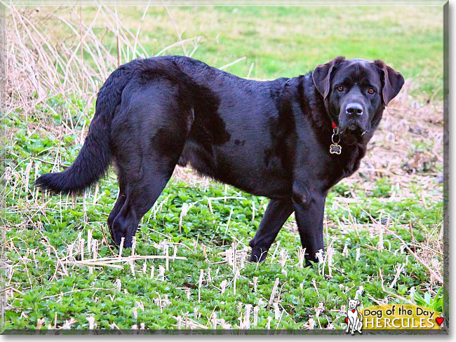 Hercules the Newfoundland, Labrador Retriever mix, the Dog of the Day