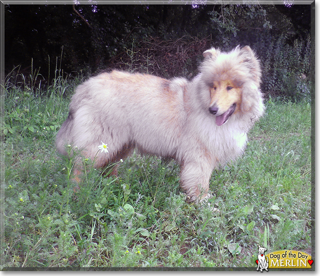 Merlin the Rough Collie, the Dog of the Day