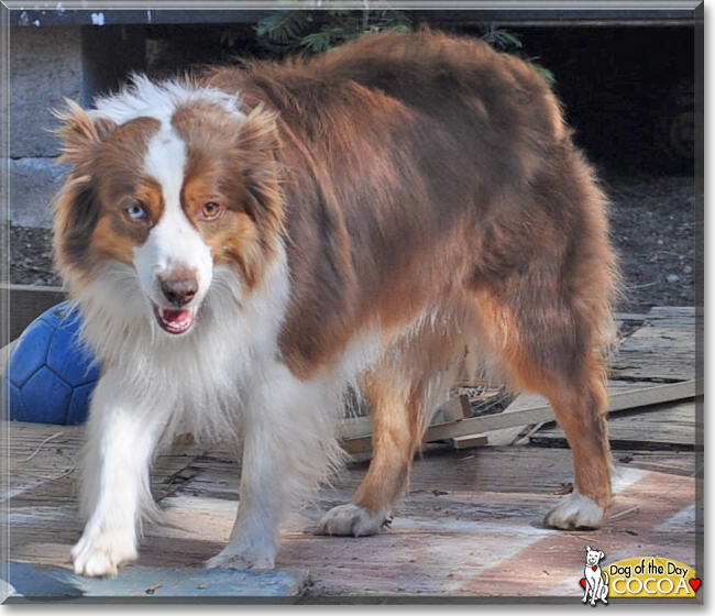 Cocoa the Miniature Australian Shepherd, the Dog of the Day