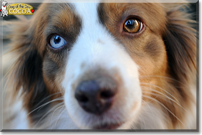 Cocoa the Miniature Australian Shepherd, the Dog of the Day