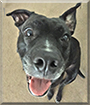 Anya the Pitbull Terrier, Labrador mix