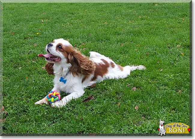 Roni the Cavalier King Charles Spaniel, the Dog of the Day
