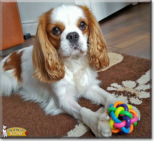 Roni the Cavalier King Charles Spaniel, the Dog of the Day