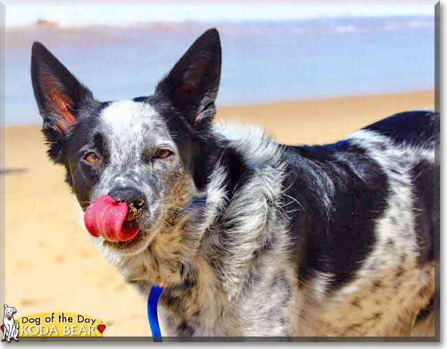 Koda Bear the Border Collie, the Dog of the Day