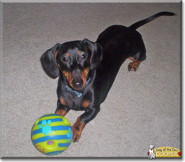 Cooper the Dachshund, the Dog of the Day