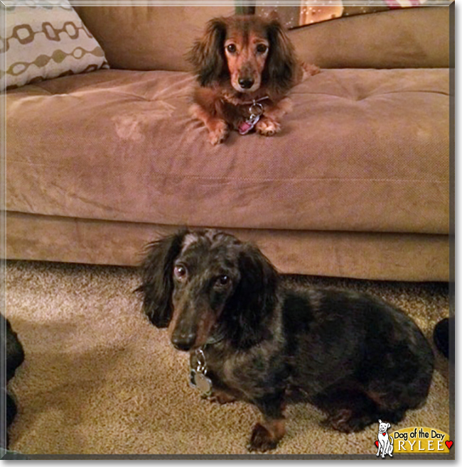 Rylee the Dapple Dachshund, the Dog of the Day