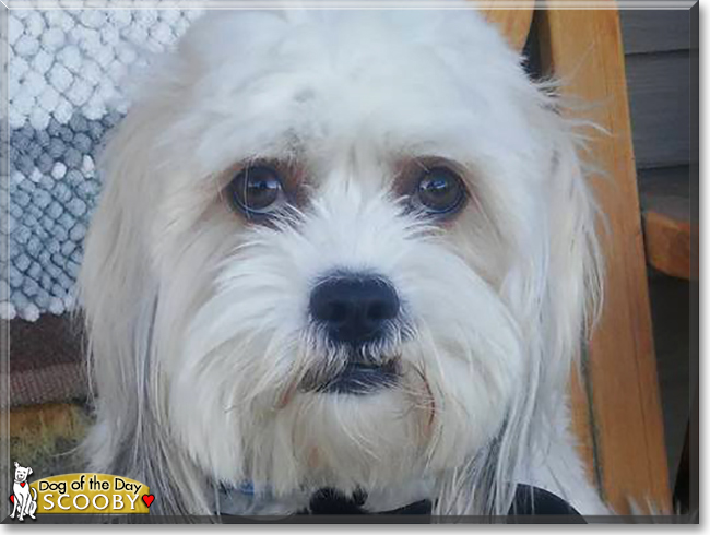 Scooby the Coton de Tulear, the Dog of the Day