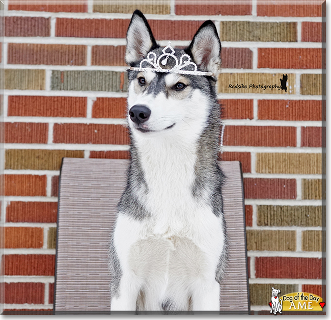 Ame the Siberian Husky, the Dog of the Day