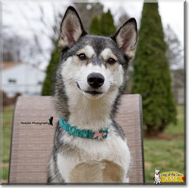 Ame the Siberian Husky, the Dog of the Day