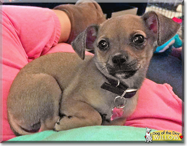 Willow the Chihuahua mix, the Dog of the Day