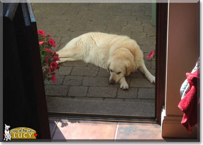 Lucy the Golden Retriever, the Dog of the Day
