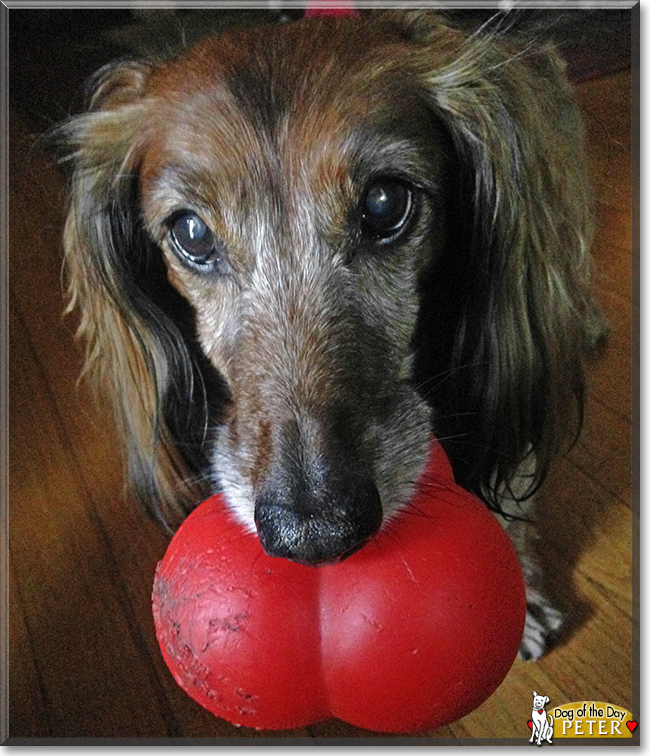 Peter the Long-Haired Dachshund, the Dog of the Day