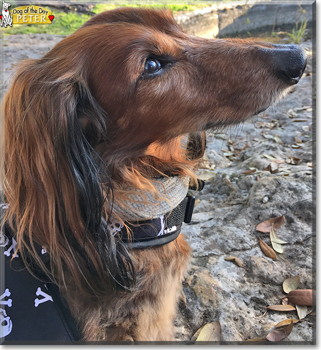 Peter the Long-Haired Dachshund, the Dog of the Day