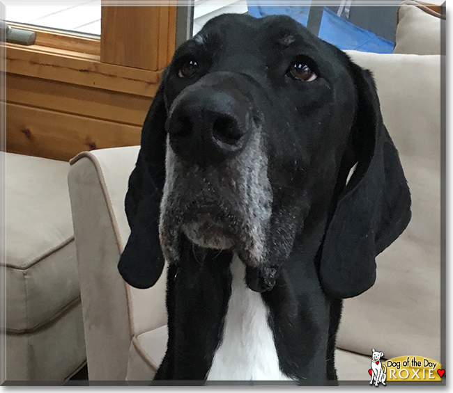 Roxie the Great Dane, the Dog of the Day
