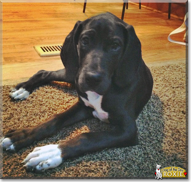 Roxie the Great Dane, the Dog of the Day