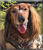 Peter the Long-Haired Dachshund