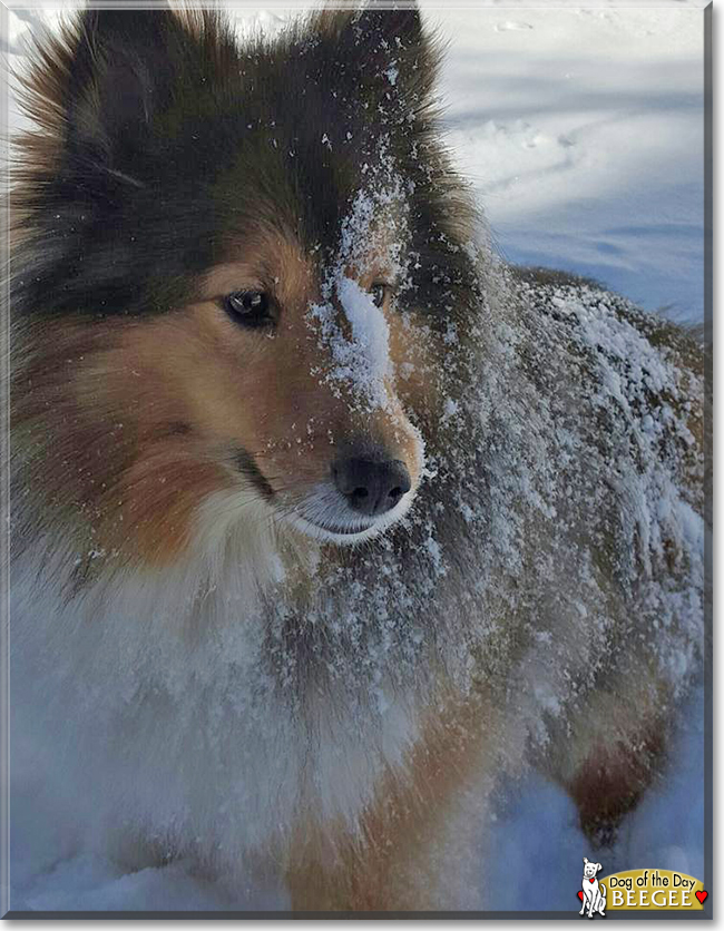 BeeGee the Shetland Sheepdog, the Dog of the Day