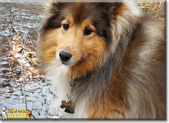 BeeGee the Shetland Sheepdog, the Dog of the Day