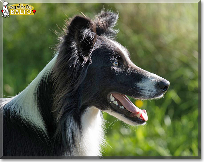 Balto the Border Collie, the Dog of the Day
