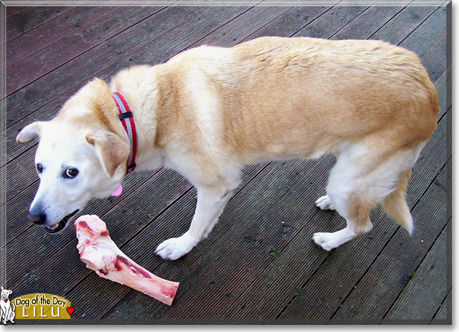 Lilu the Siberian Husky/Labrador cross, the Dog of the Day