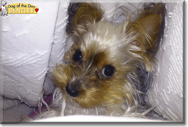 Bentley the Yorkshire Terrier, the Dog of the Day