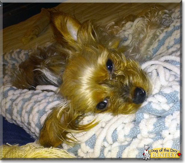 Bentley the Yorkshire Terrier, the Dog of the Day
