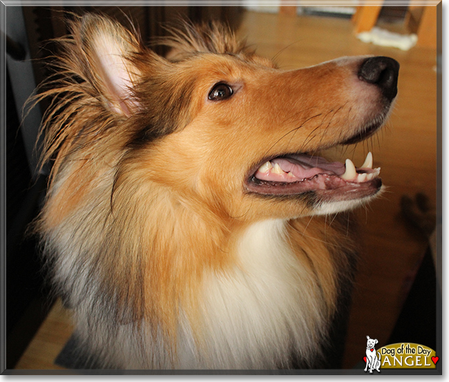 Angel the Rough Collie, the Dog of the Day