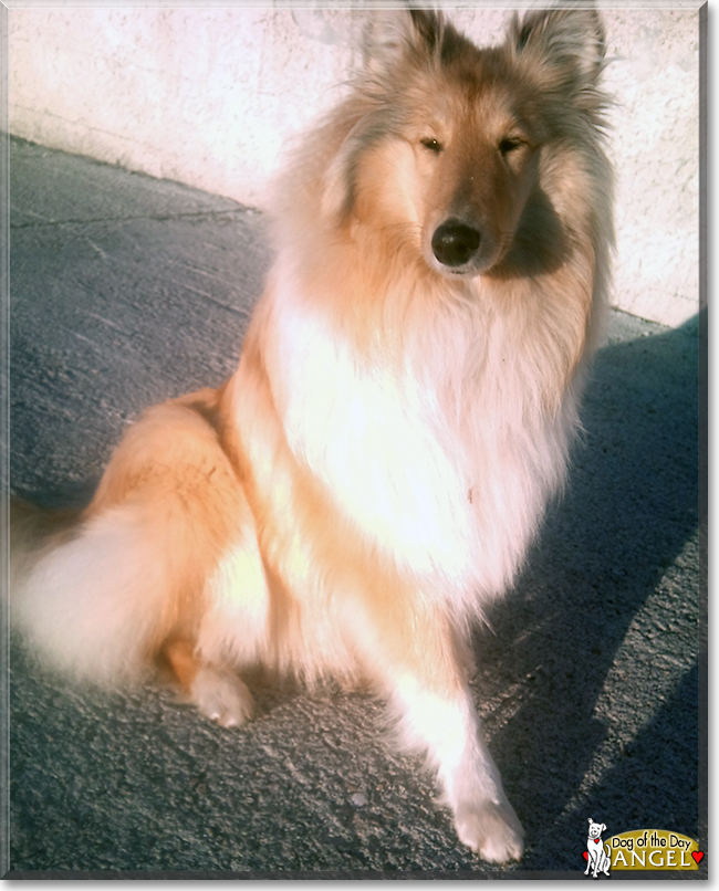 Angel the Rough Collie, the Dog of the Day