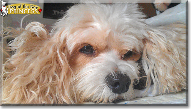 Princess the Bichon Frise/ Cavalier King Charles Spaniel, the Dog of the Day