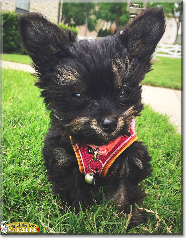 Marceline the Yorkshire Terrier, the Dog of the Day